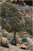 Natternkopf, Rote Tajinaste (echium wildpretii) am Pico del Teide