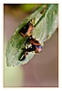 eine sich verpuppende Larve (im Bild unten) und eine Puppe (Asiatischer Marienkäfer)