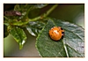 der Asiatische Marienkäfer hat sein Puppengehäuse verlassen und wird es bald auffressen