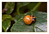 der Asiatische Marienk&auml;fer hat sein Puppengeh&auml;use verlassen und wird es bald auffressen