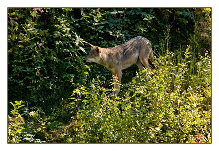 Wolf