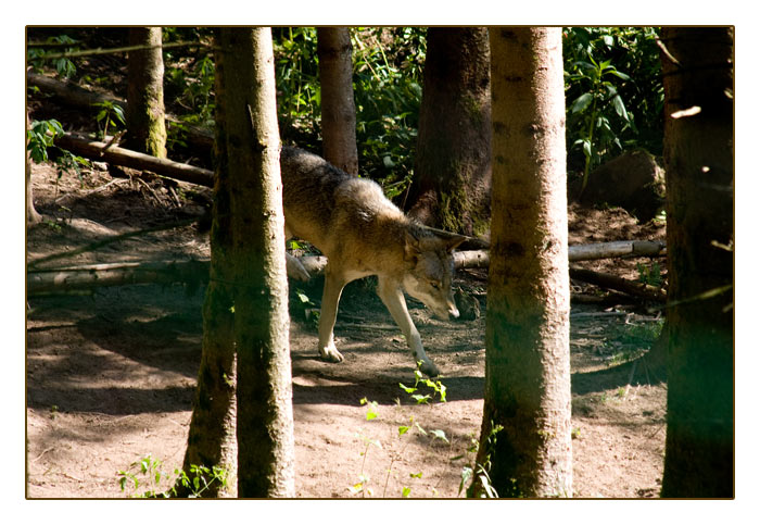 Wolf