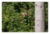 Suchbild: Wo ist der Baer?