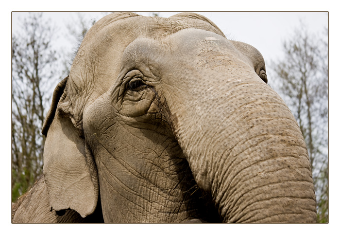 asiatischer Elefant, oftmals auch als "indischer" Elefant bezeichnet