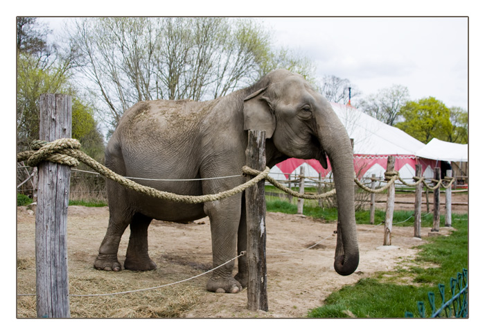 asiatischer Elefant