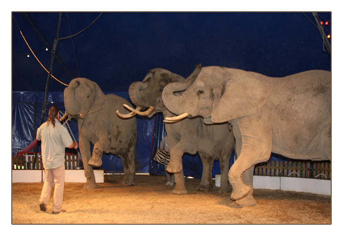 Elefantenvoführung in der Manege