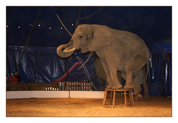 Elefantenvoführung in der Manege