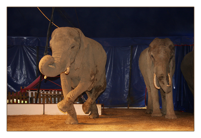 Elefant steht auf zwei Beinen