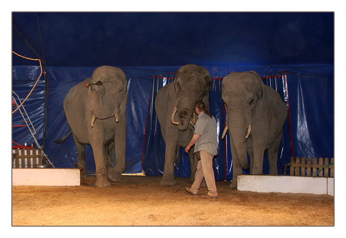 Der linke Elefant hält eine Rose in seinem Rüssel