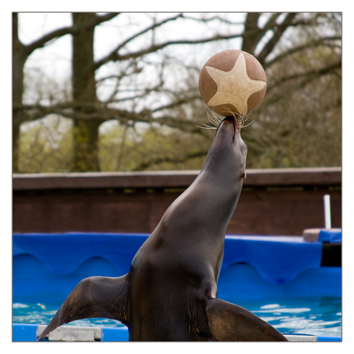 Seelöwe beim balancieren mit dem Ball