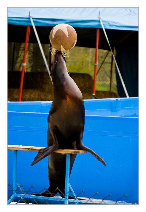 Seelöwe beim balancieren mit dem Ball