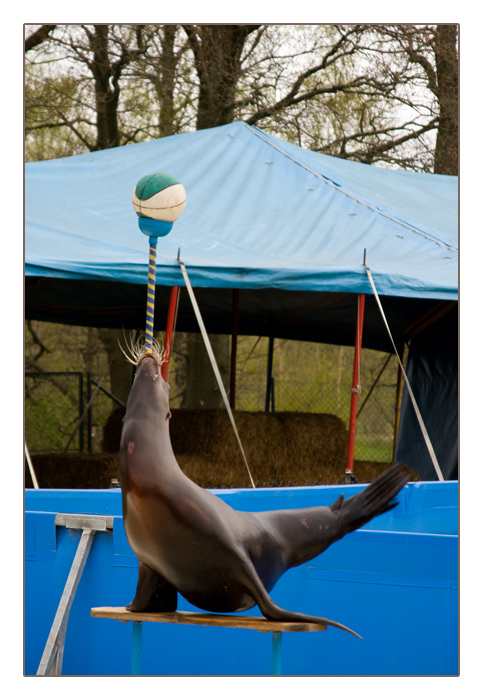 Seelöwe beim balancieren mit dem Ball