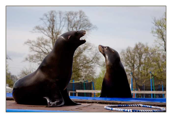 die beiden Seelöwen Itschy und Scratchy