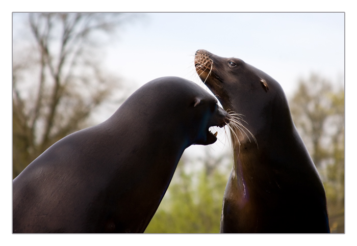 die beiden Seelöwen Itschy und Scratchy