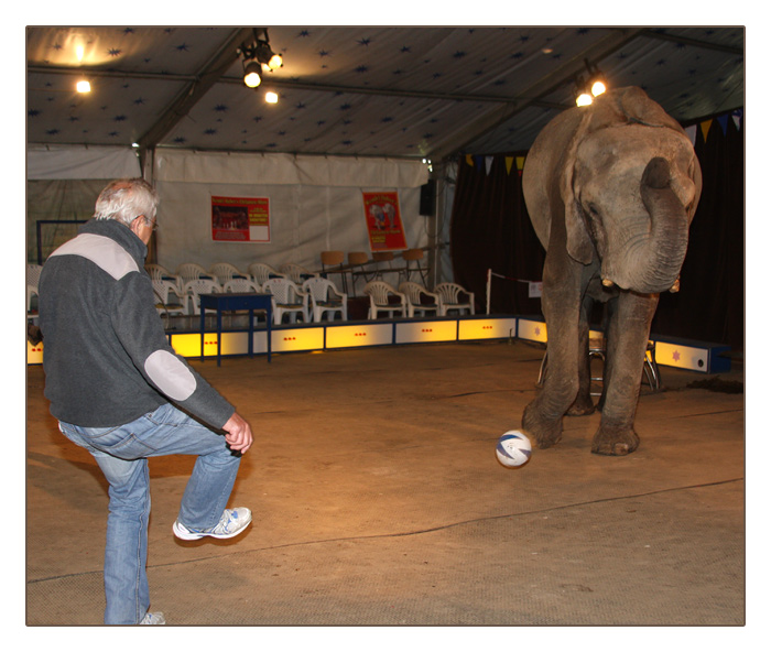 Fussballspiel mit einem Elefant