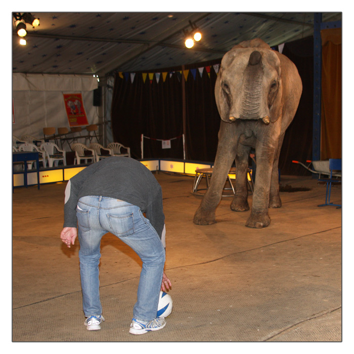 Fussballspiel mit einem Elefant