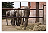 afrikanische Elefanten
