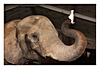 Elefant winkt mit einem Tuch den Zuschauern