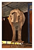 Elefant