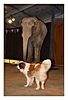 nein, keine Angst, der Elefant steht nicht auf dem Hund :-)
