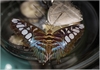 Parthenos sylvia