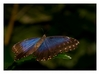 Morpho peleides