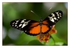 Heliconius hecale