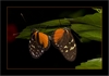 Heliconius hecale bei der Paarung