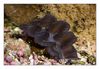 Tridacna