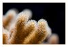 leather coral, Buschige Seepeitsche, Plexaurella nutans, Koralle