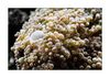 white anemone