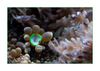 Krustenanemonen grün
