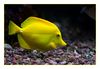 Hawaii Seebader, (Hawaii Doktor, Yellow Tang, Zebrasoma flavescens)  