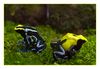Pfeilgiftfrösche,Dendrobates tinctorius - Nominat und  Dendrobates tinctorius - Citronella