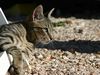 Katze auf dem Campingplatz Kroatien