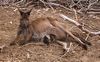 Känguru mit Beutelinhalt in Australien