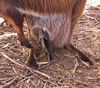 Känguru mit Beutelinhalt in Australien