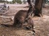 Känguru mit Jungem in Australien