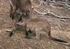 ein junges Känguru möchte gerade in den Beutel der Mutter schlüpfen (Australien)