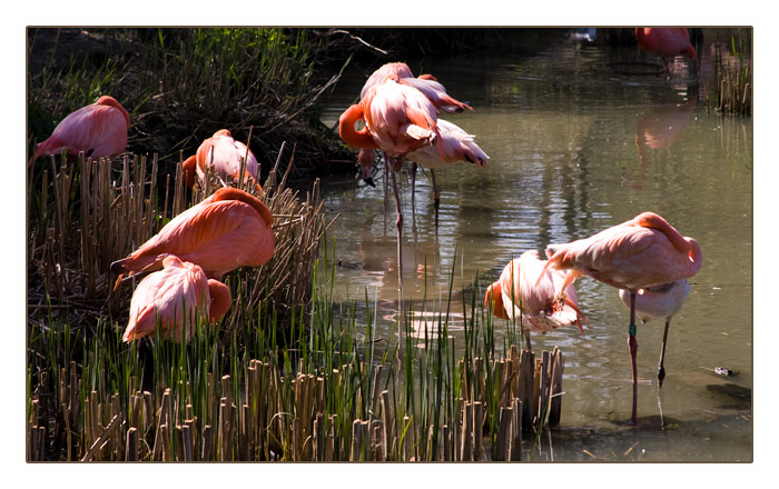 Flamingos