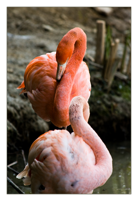 Flamingos