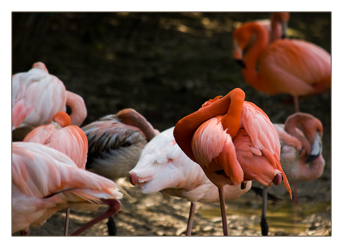 Flamingos