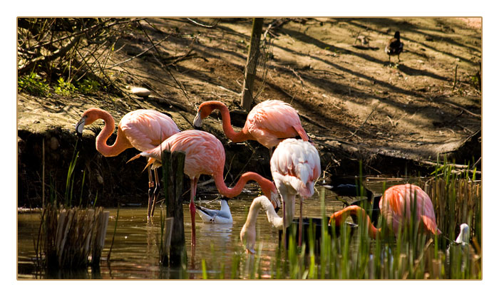 Flamingos