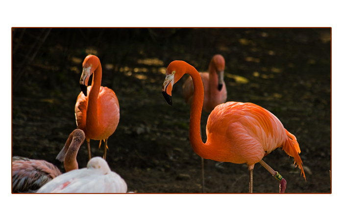 Flamingos