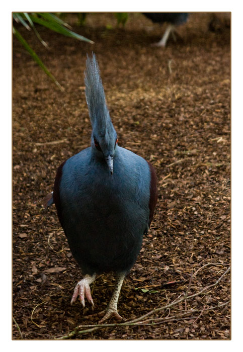 Blauschopf-Krontaube