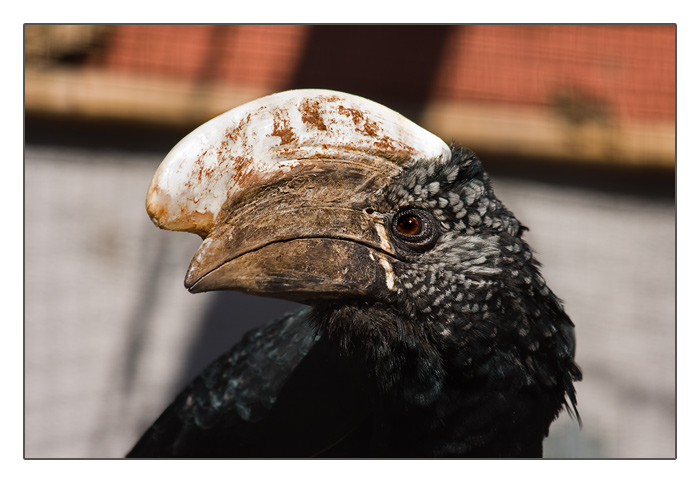 Silberwangen-Hornvogel