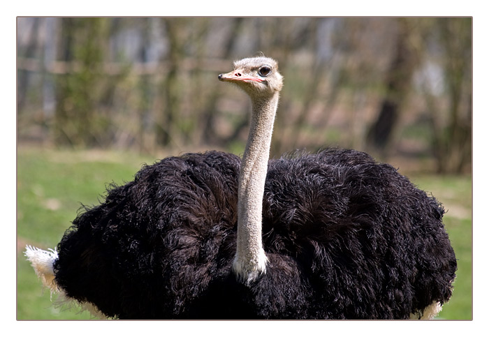 Vogel Strauß