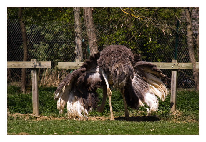 Vogel Strauß