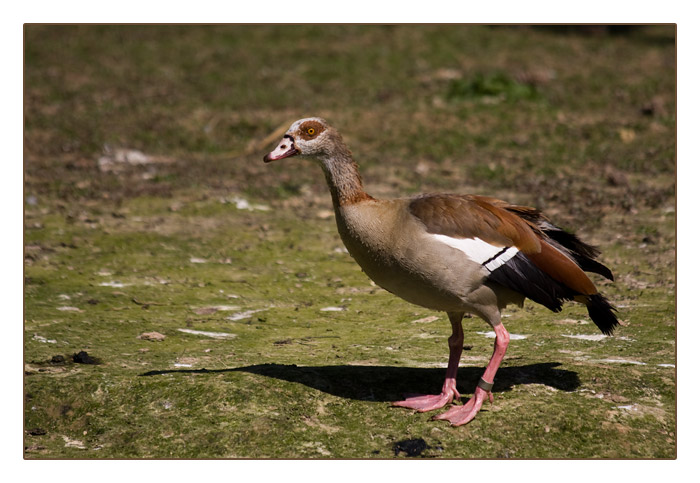 Nilgans