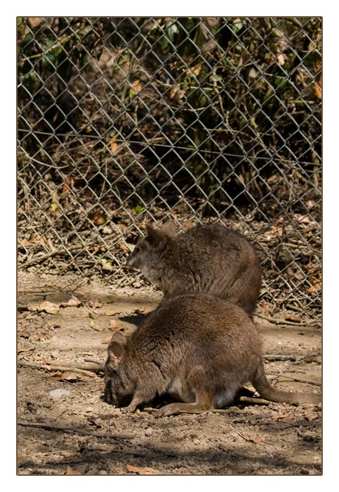 Parmawallaby